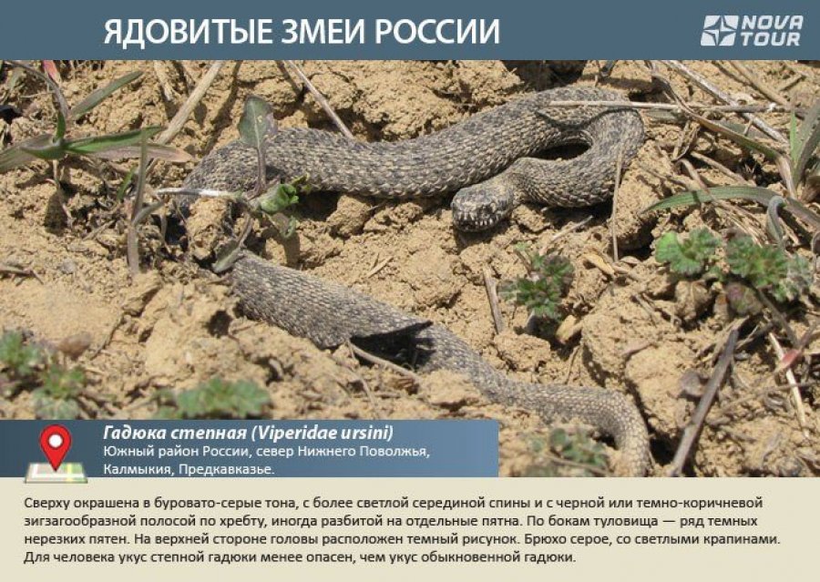 Где обитают змеи карта